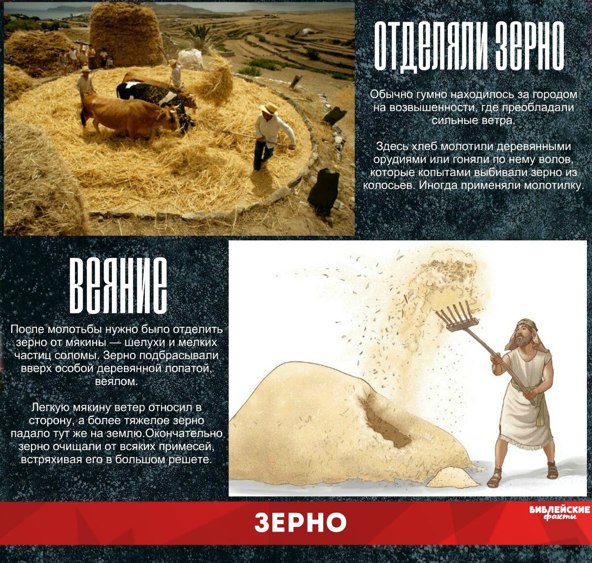 Интересные факты о библии. Гумно Библейские. Библейские факты. Гумно что это из Библии. Гумно в Библейские времена.