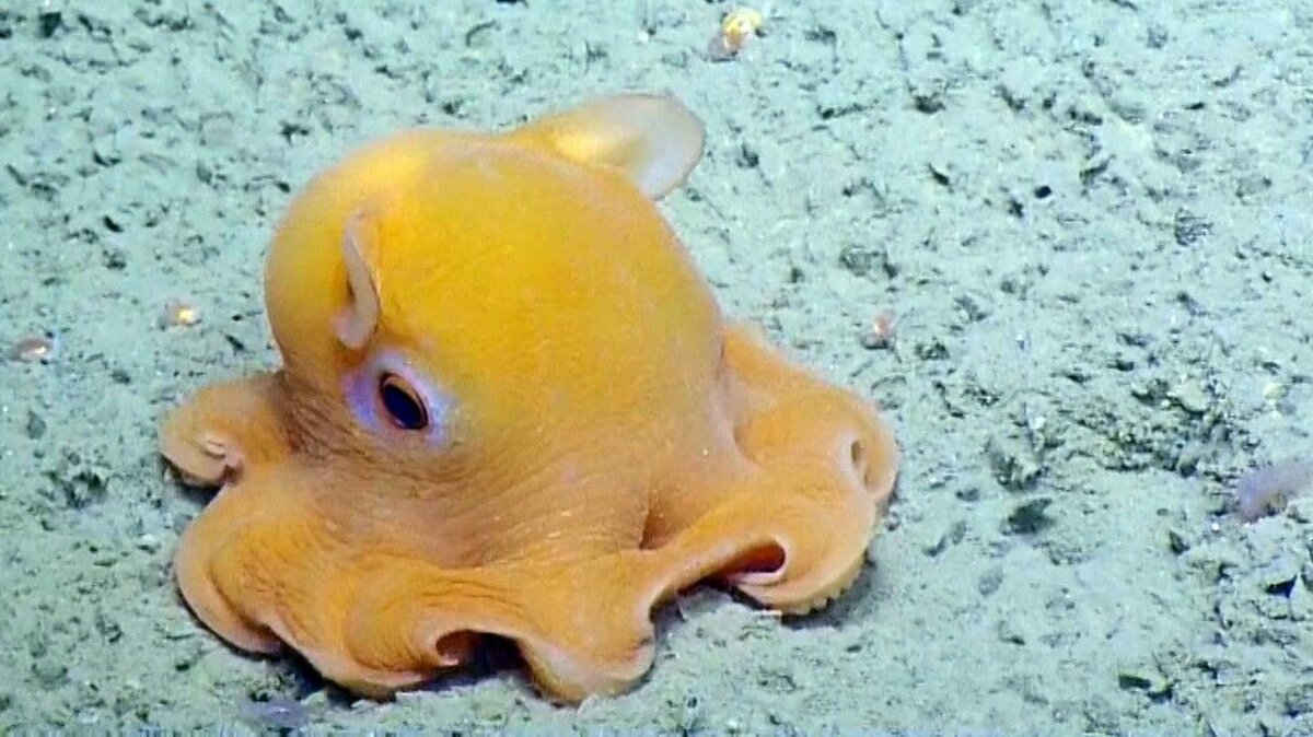 Осьминог Думбо (слоник)