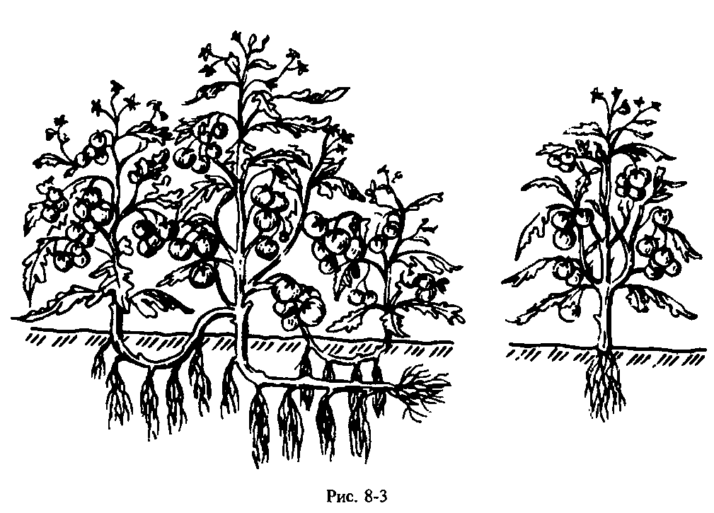метод выращивания помидор. подвязка помидор черри. томаты на аэропонике. метод выращивания помидор. метод выращивания помидор.