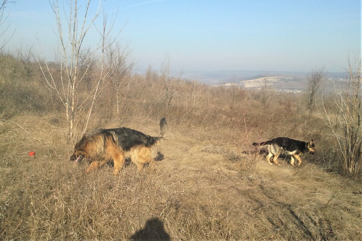 Зевс и Кейси на поле