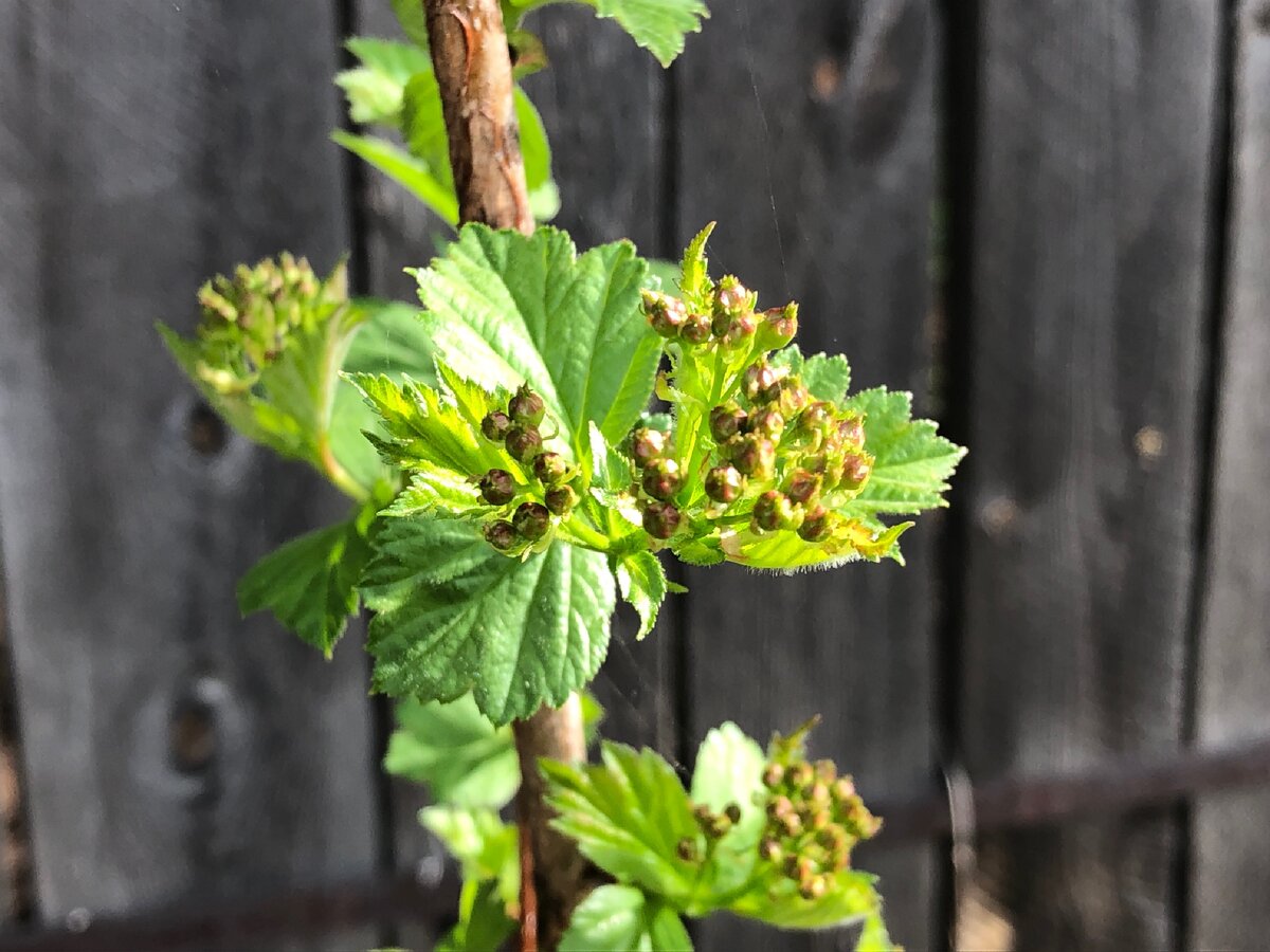 Маленькие листочки пробиваются на ветках. Фото автора