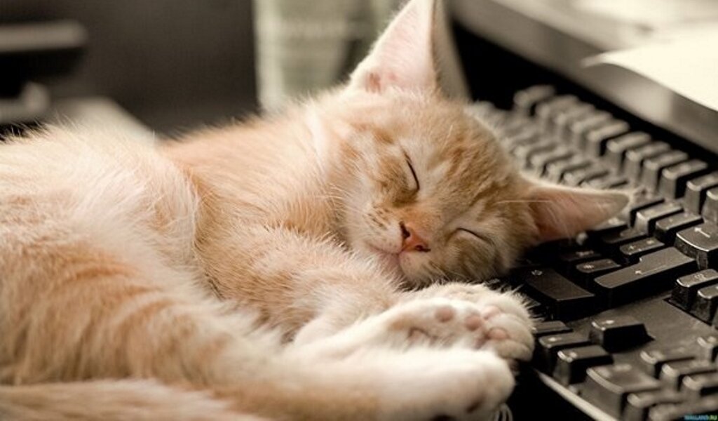 Милых котиков Вам в ленту.