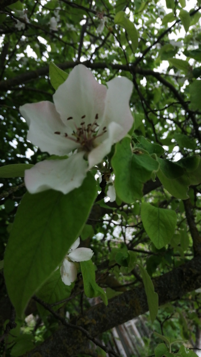 Цветок айвы