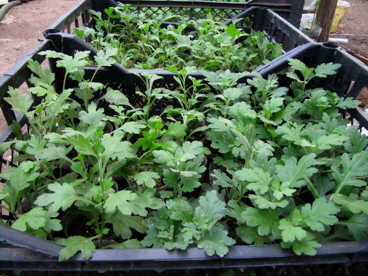 черенки мультифлоры, готовые к высадке в грунт