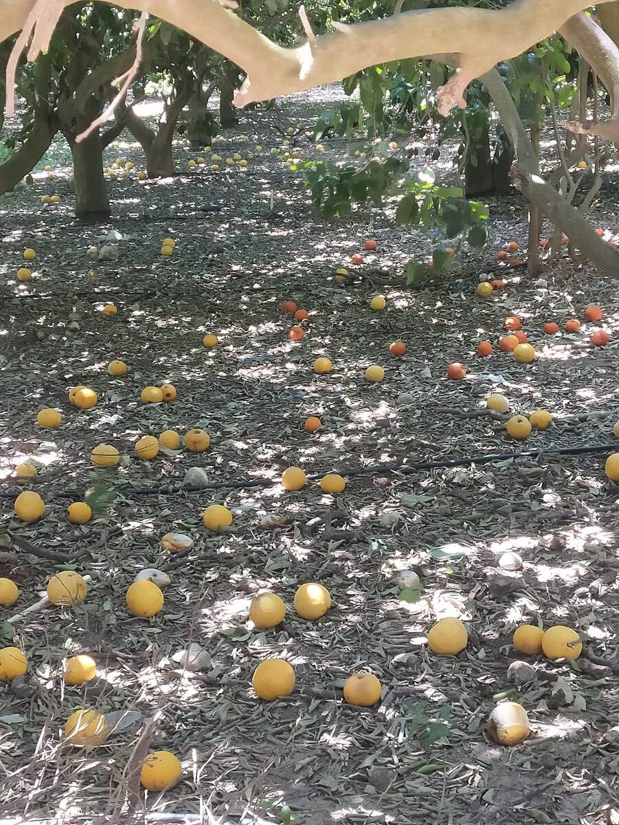 Сезон  апельсин подходит к концу 
