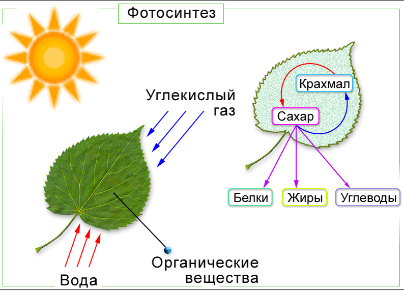 Схема растения в жизни человека