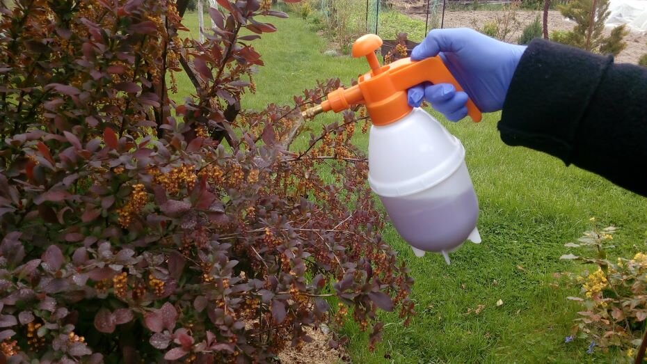 Обработка сада от вредителей и болезней. Фото автора