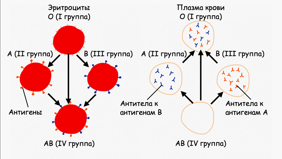 Схема возможного донорства эритроцитов и плазмы (жидкой части крови, без клеток). Стрелками обозначены допустимые варианты донорства между людьми с разными группами крови. 