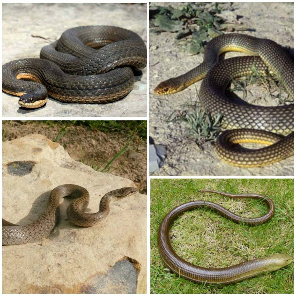 На фото: уж, желтобрюхий полоз, медянка, желтопузик.