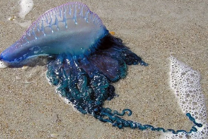 фото с сайта topvideo.life