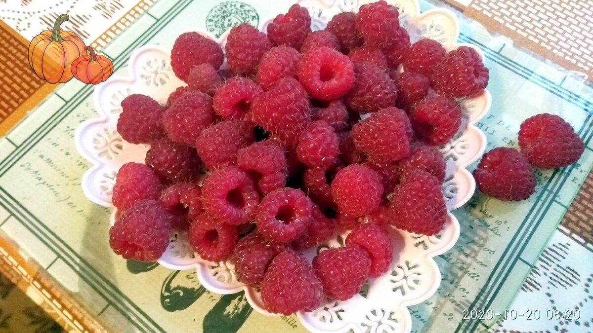 Наша малинка будет плодоносить до самых морозов