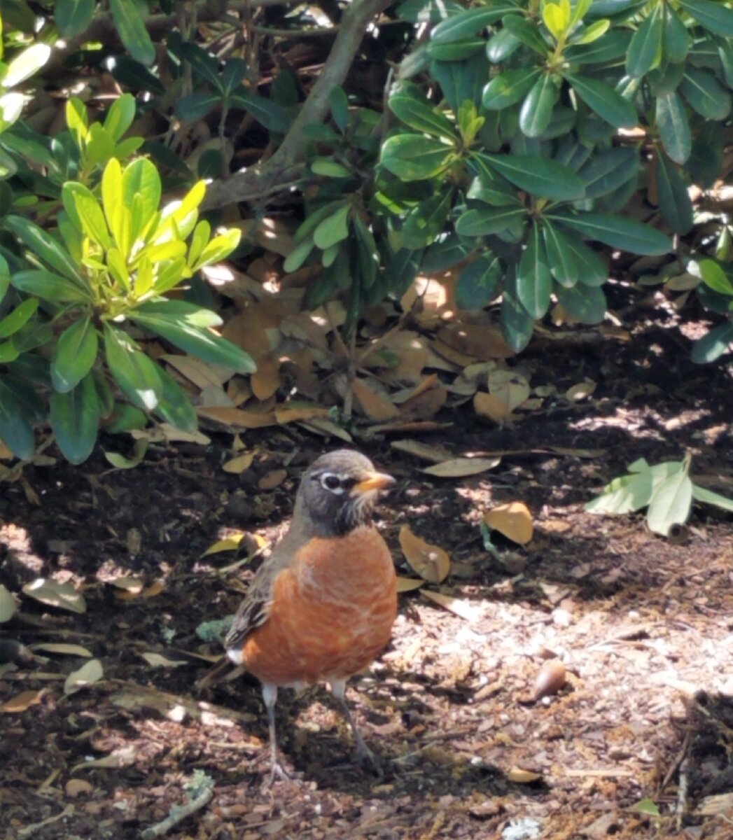 Странствующий дрозд (American Robin). Весна, 2019.