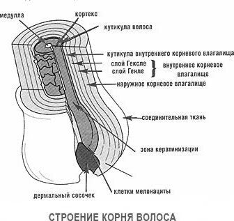 Когда начинают седеть волосы на лобке у женщин?