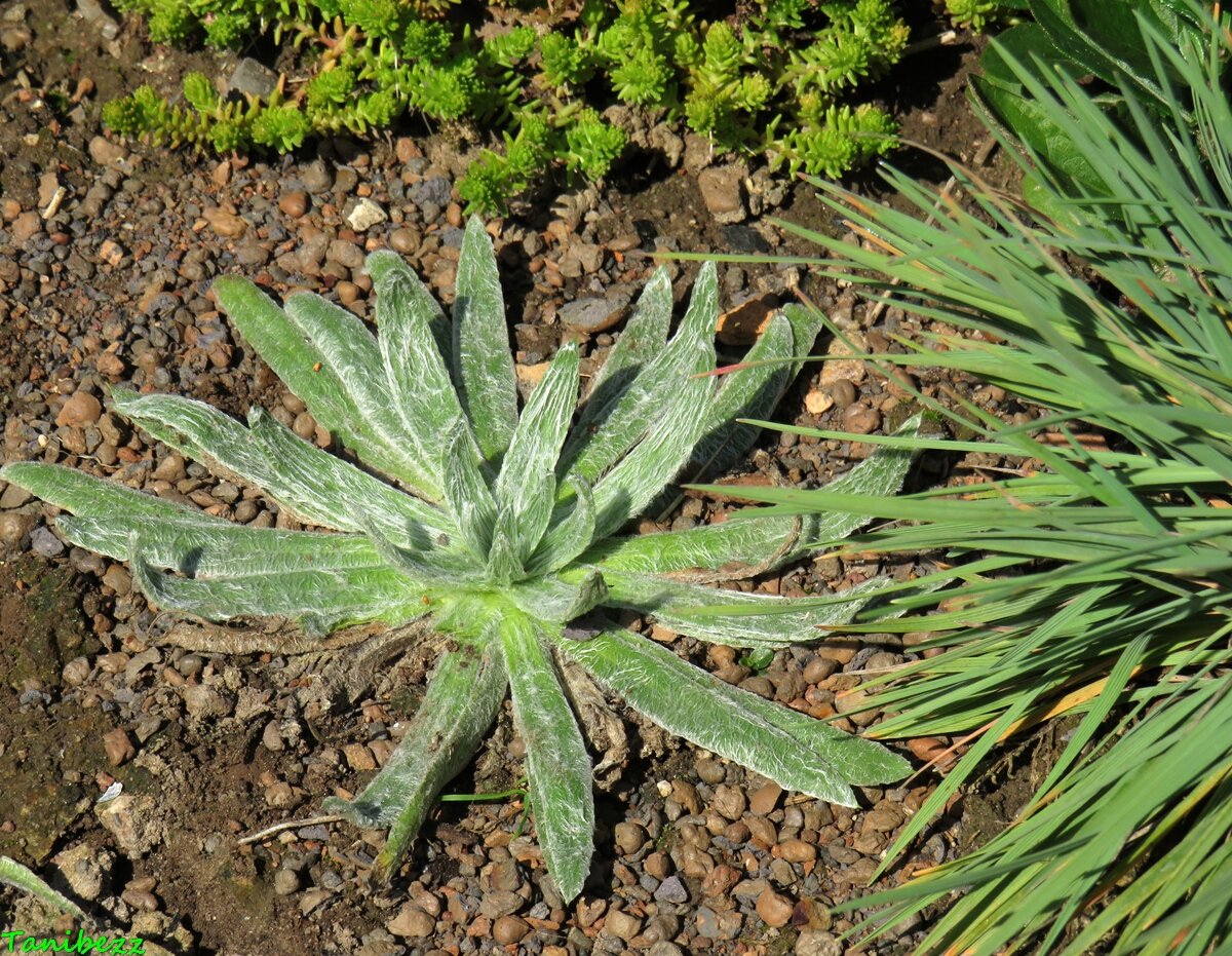 Подорожник снежный / Plantago nivalis