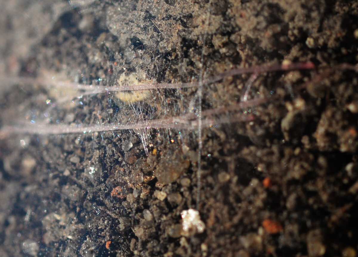 Вон как переливаются!