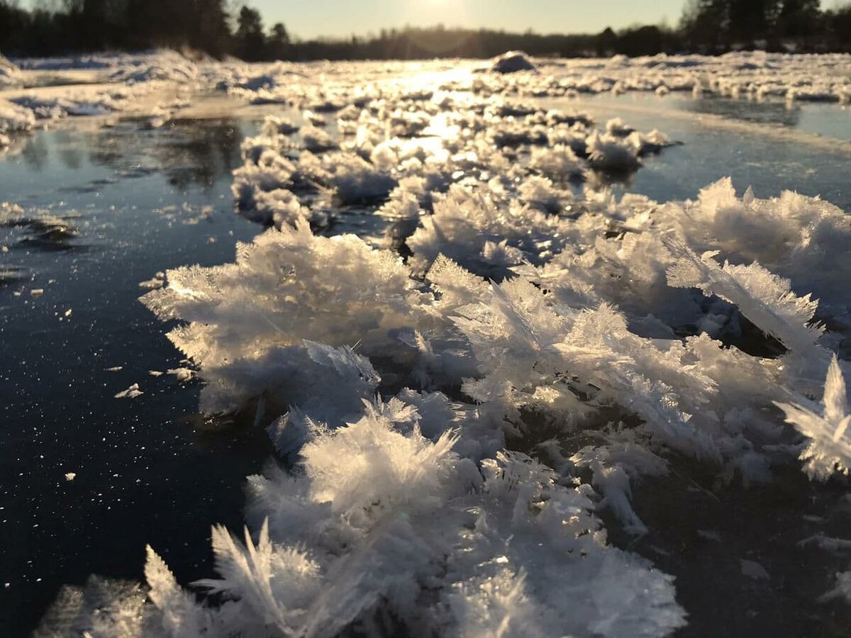 Река Молога. Фотография предоставлена Антоном, соседом Романа.