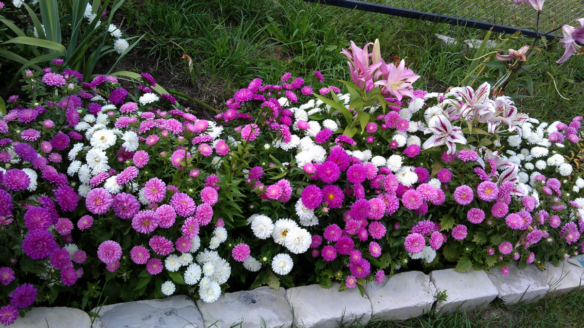 Астры карликовые бардюрные - очень неприхотливы для выращивания в саду!