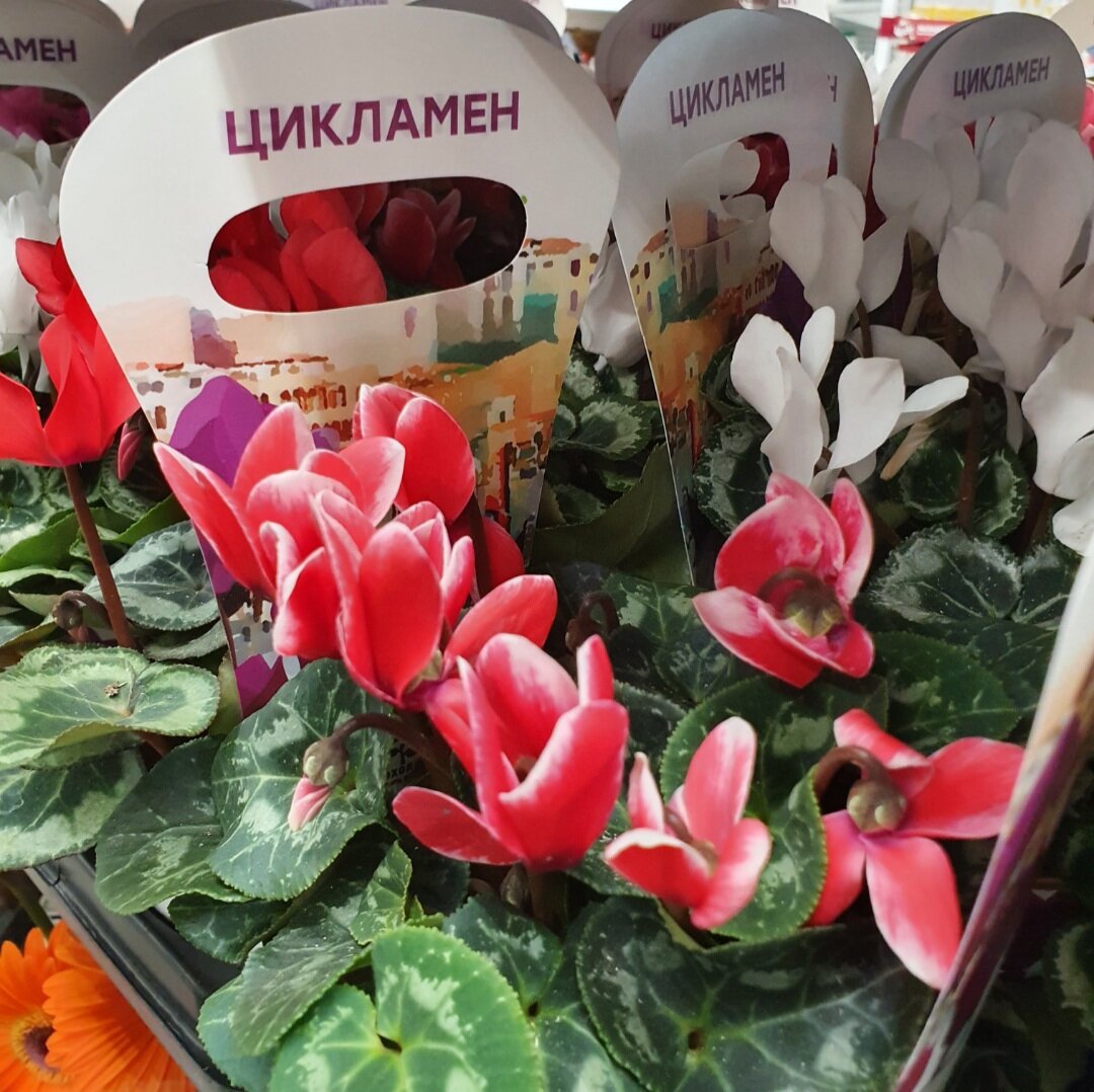 Ярко-розовые с белой каймой