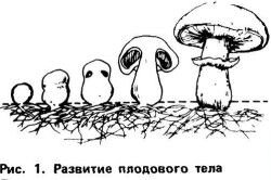 Выращивание грибов в теплице. Шампиньоны и вешенки