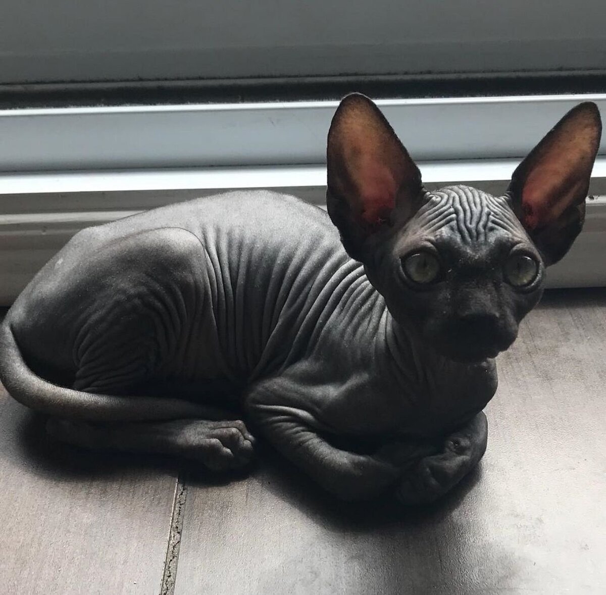 Изображение взято с сайта wikipet.ru