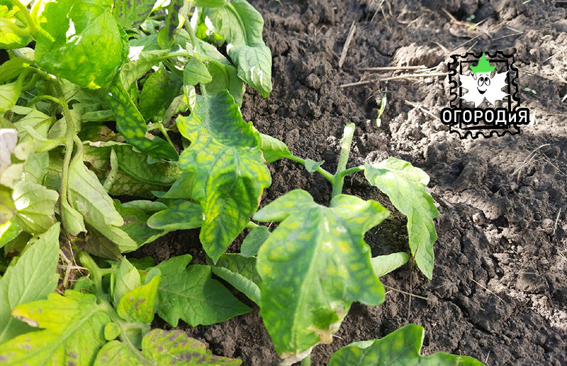 Это не кладоспориоз, а нехватка элементов питания