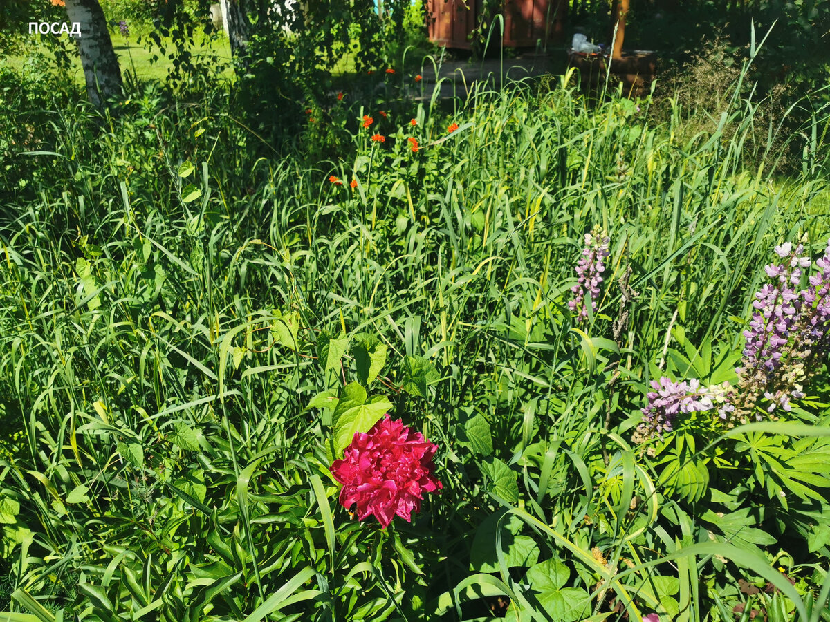 После сезона дождей получились такие заросли.