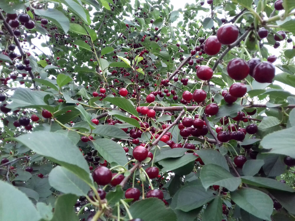 Вишня удалась.