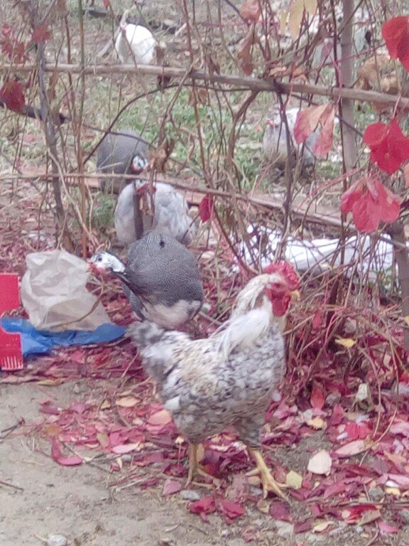 На этот участок забора пошли дуги, так как кое где прутья не оказывали особой прочности.