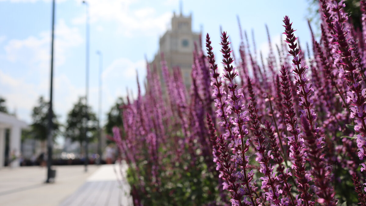 Сквер у метро Маяковская, Москва, 2021