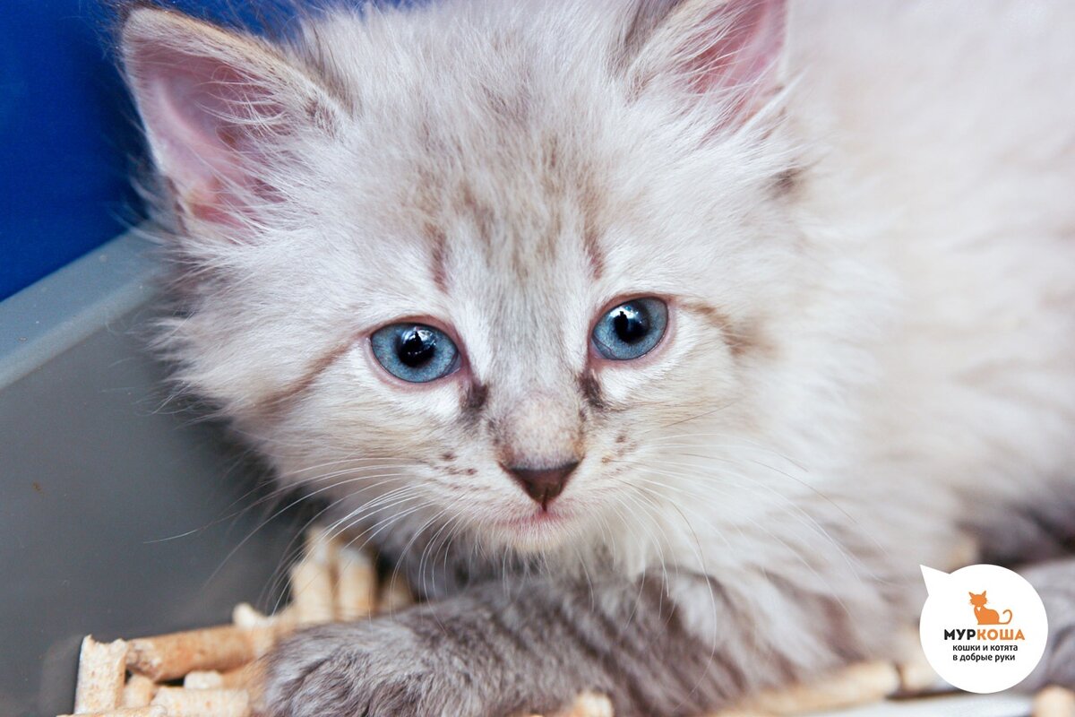 В ожидании Ма и Па