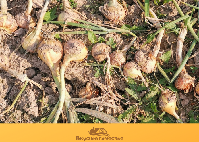 Первая просушка лука на гряде