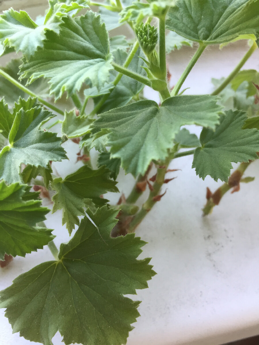 Двух, трех междоузлий вполне достаточно