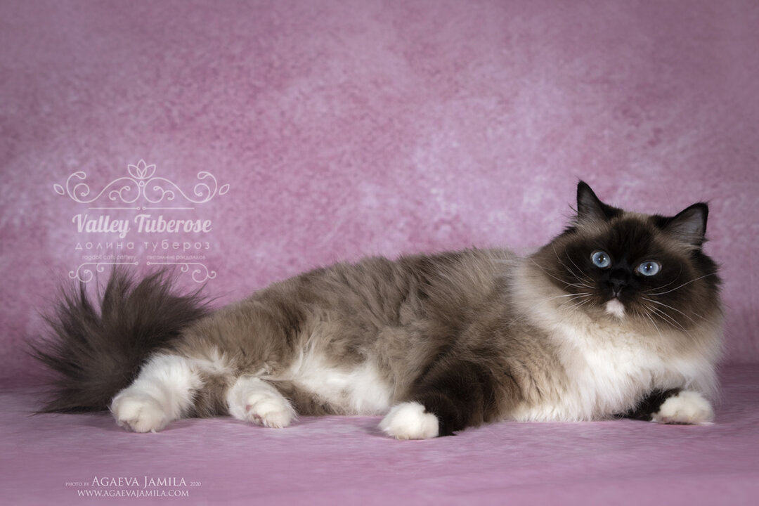 Мама Ариэль. рэгдолл окраса сил миттед