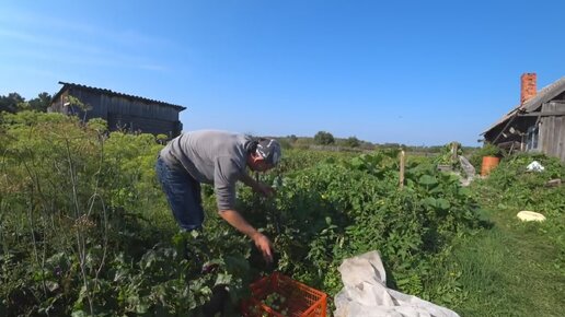 МНЕ ГОВОРИЛИ КАКОЙ ТЕБЕ ОГОРОД, ЕЗЖАЙ ЛУЧШЕ РАБОТАТЬ В ГОРОД!