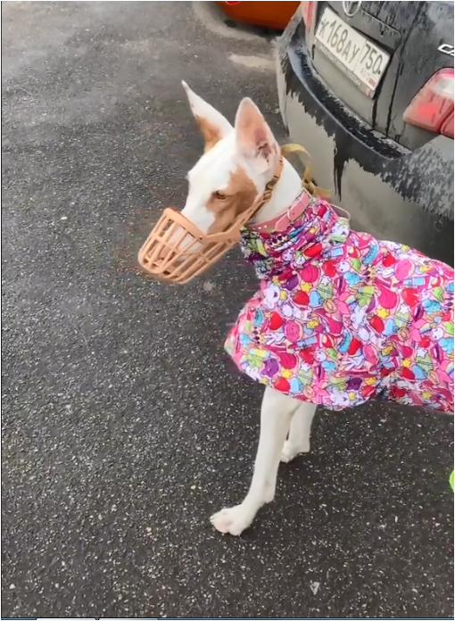 Источник: скриншот из вирусного видео https://www.tiktok.com/@ulia.ok
