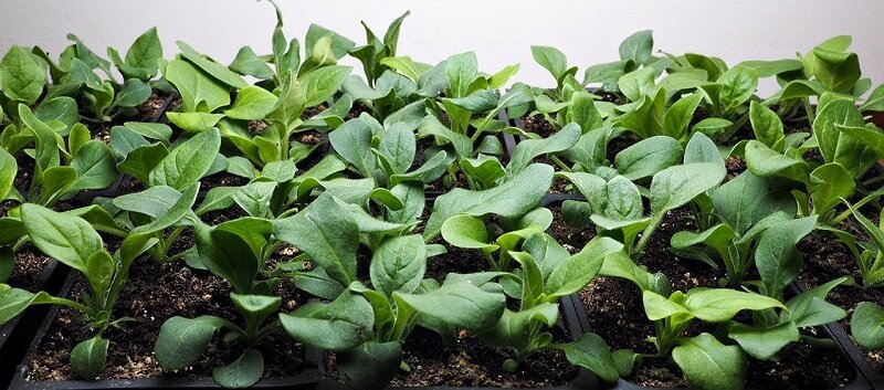 Рассада Петунии