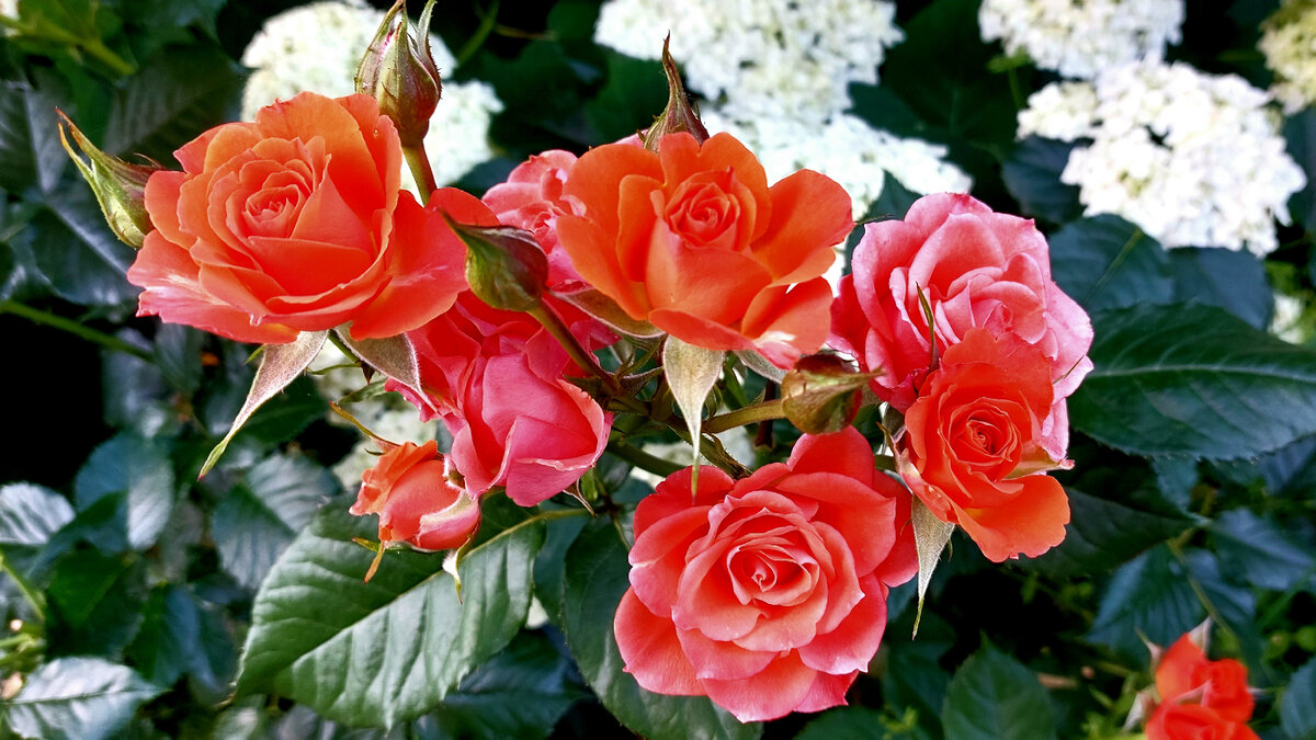 Оранж Джувел. Флорибунда. (Могу ошибиться в написании "транскрипции" - простите)  