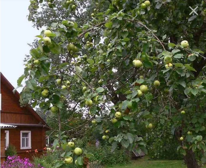 Яблоневый сад дома. Яблоня Тихоновка. Антоновская яблоня дерево. Яблоневый сад в деревне. Дом с фруктовым садом.