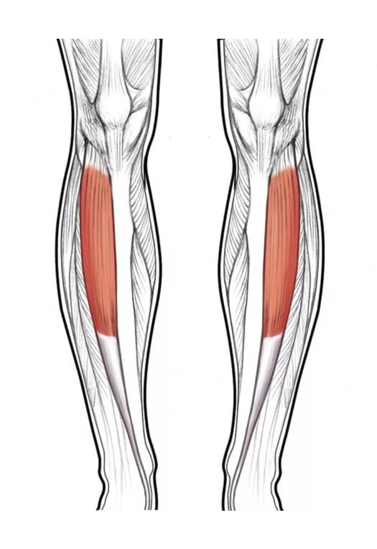 Напряжение мышцы голени. Передняя большеберцовая мышца голени. Tibialis anterior мышца.