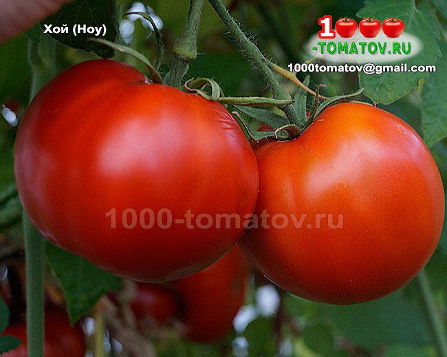 Томат Хой - Hoy фото 2