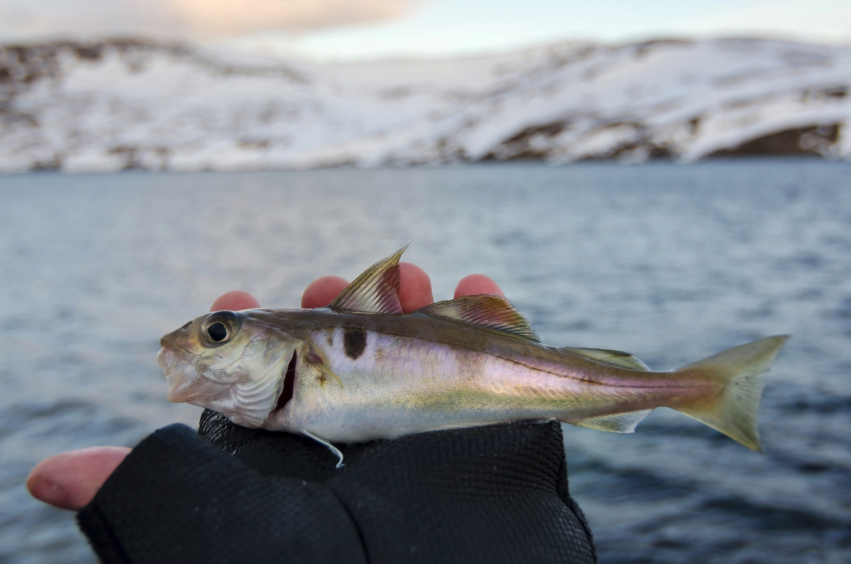 Фото с сайта: https://mrfilin.com