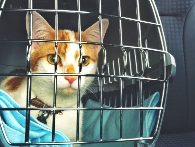 5 вещей, которые стоит взять для кошки, если едете с ней в машине
