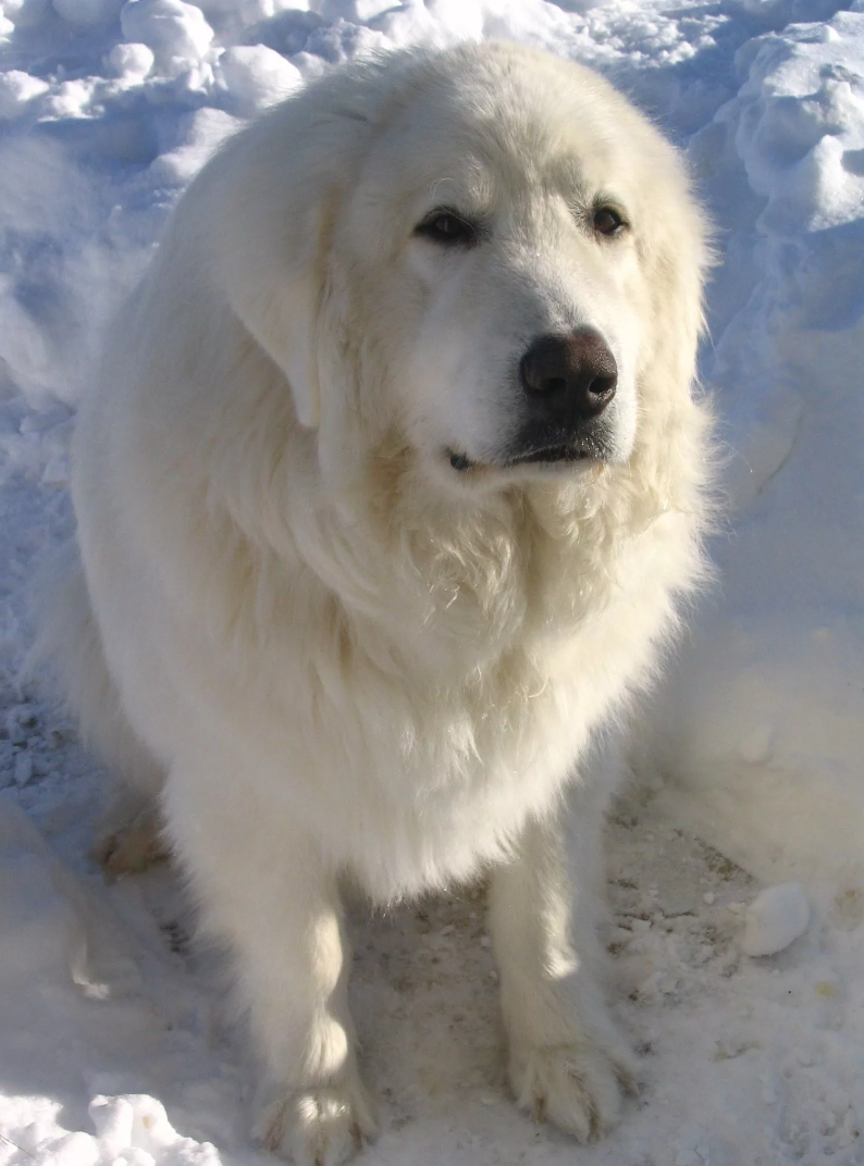 Пиринейская горная собака. Картинки Яндекса.
