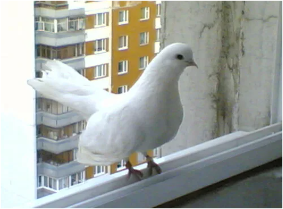 К чему на балкон прилетел. Голубь на подоконнике. Белый голубь за окном. Голубка на окне. Белые голуби на окна.