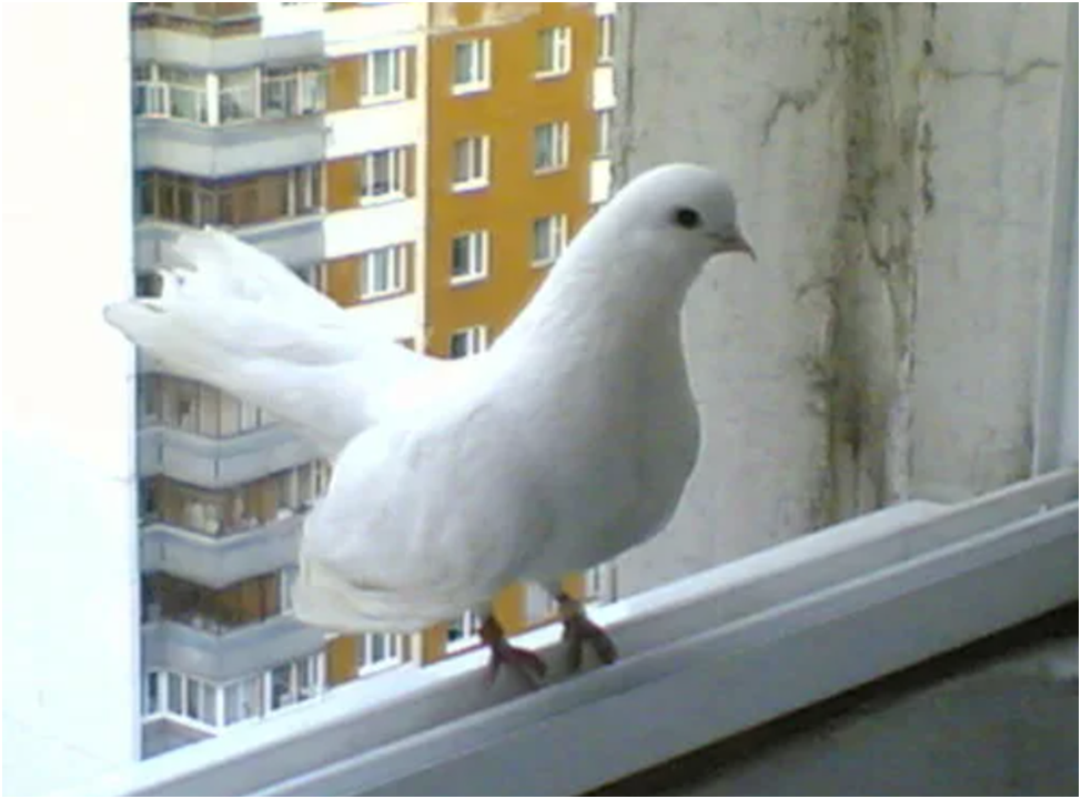 Голуби на окна. Белый голубь за окном. Голубка на окне. Белый голубь на окне.