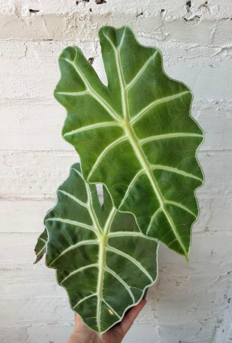 Это моя красотка после активного наращивания новых листьев. Впечатляет не так ли? 