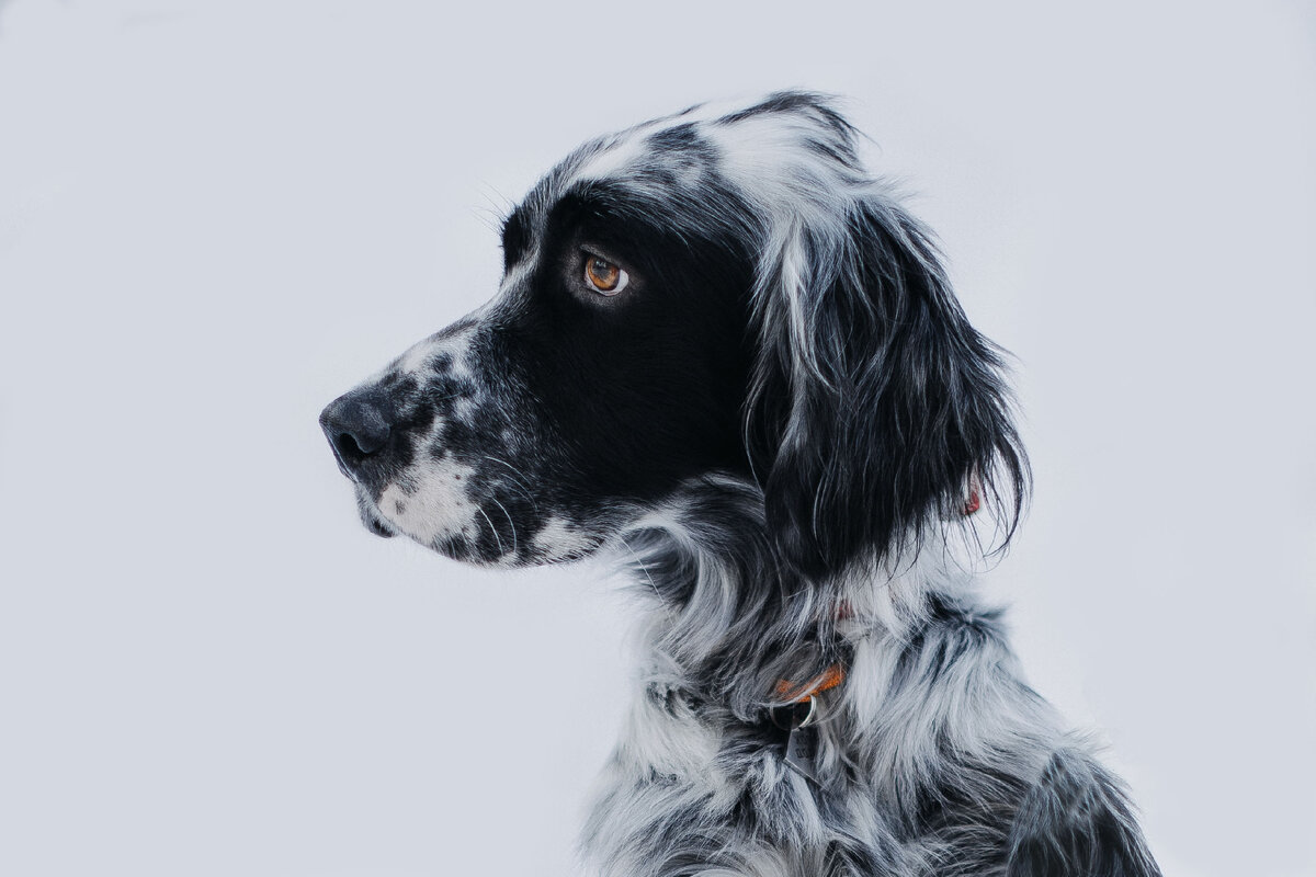 Английский сеттер с глубоким взглядом 