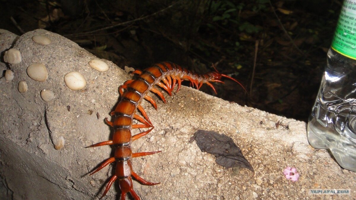 Гигантская сколопендра (Scolopendra gigantea) – маньяк и каннибал среди  членистоногих. | Paleo-end-arthropods (Доисторическая фауна и  членистоногие) | Дзен