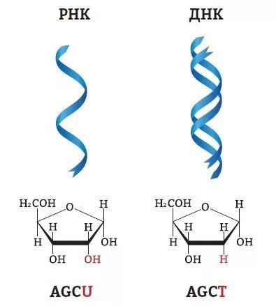 Молекулы РНК и ДНК - основы жизни