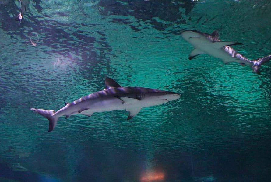 Обычно эти рыбы ведут одиночный образ жизни и товарищей не заводят. Фото: Wallpaper Flare